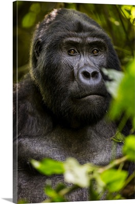 Mountain gorilla, Bwindi Impenetrable Forest, Uganda