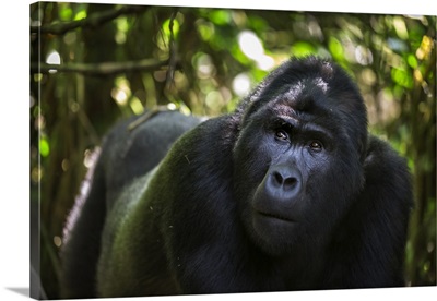 Mountain gorilla, Bwindi Impenetrable Forest, Uganda