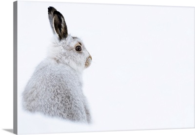 Mountain Hare Portrait In Winter Snow, Scottish Highlands, Scotland