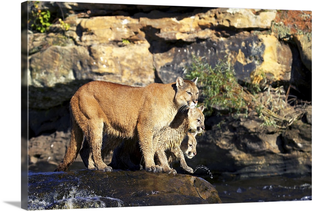 Mountain lion mother and two cubs standing on a rock in a river, Minnesota