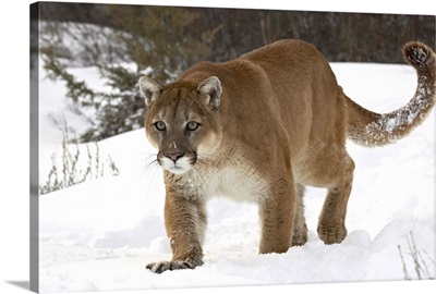 Mountain lion or cougar (Felis concolor) in snow, near Bozeman, Montana