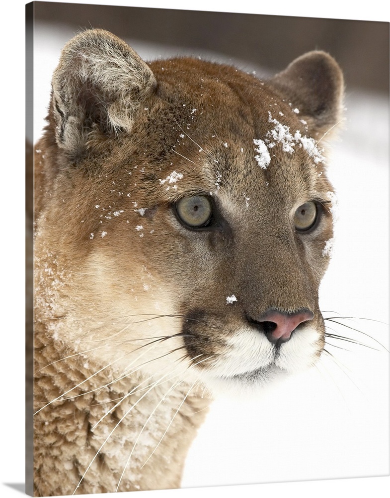 Mountain lion or cougar in snow, near Bozeman, Montana