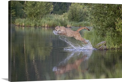 Mountain lion or cougar jumping into the water, Sandstone, Minnesota