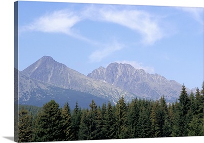 Mountain pines, Vysoke Tatry mountains, Vysoke Tatry, Slovakia, Europe