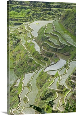 Mud-walled rice terraces of Ifugao culture, Banaue, Cordillera, Luzon, Philippines