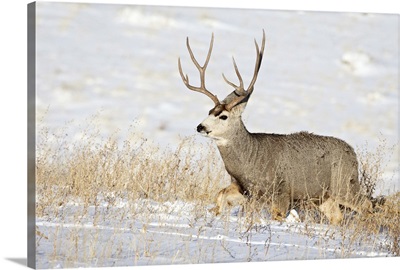 Mule deer buck in snow, Roxborough State Park, Colorado