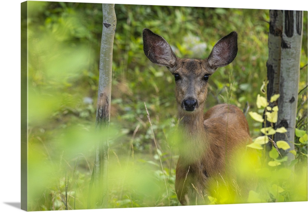 Mule Deer Doe (Odocoileus hemionus) in the summer forest, Kananaskis, Alberta, Canada, North America