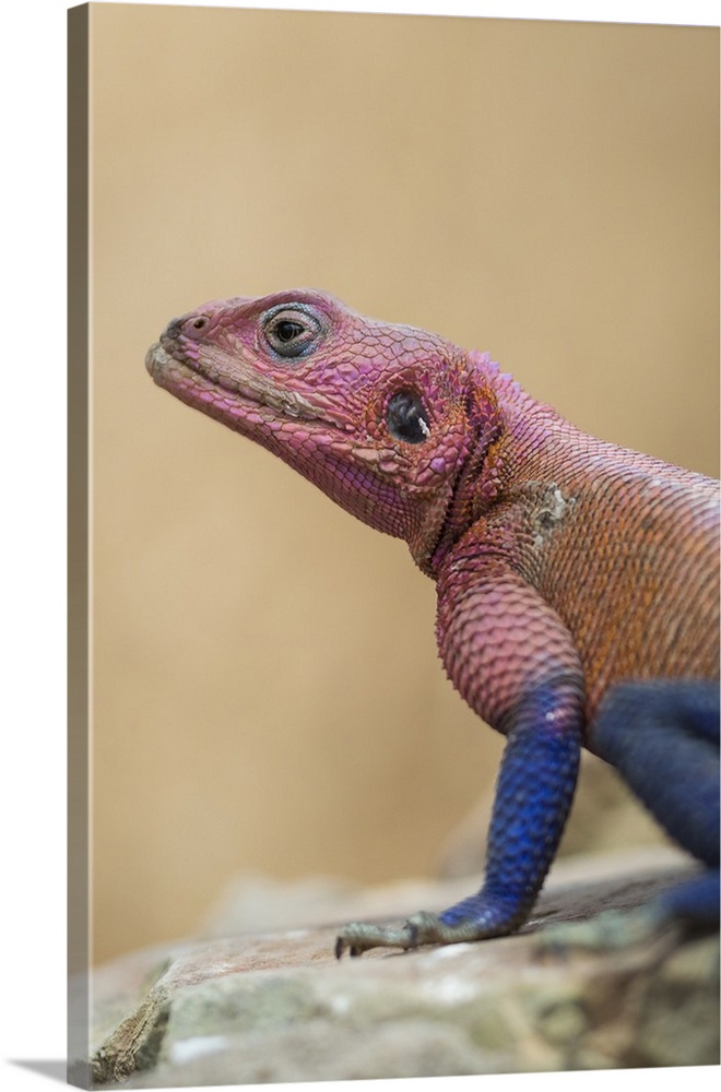 Mwanza flat-headed rock agama, Serengeti National Park, Tanzania