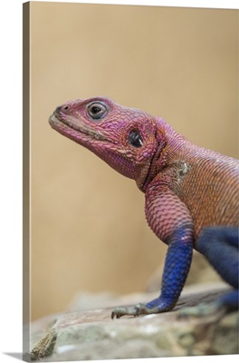 Mwanza flat-headed rock agama, Serengeti National Park, Tanzania