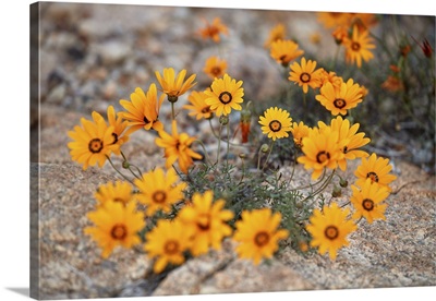 Namaqualand daisy, Namakwa, Namaqualand