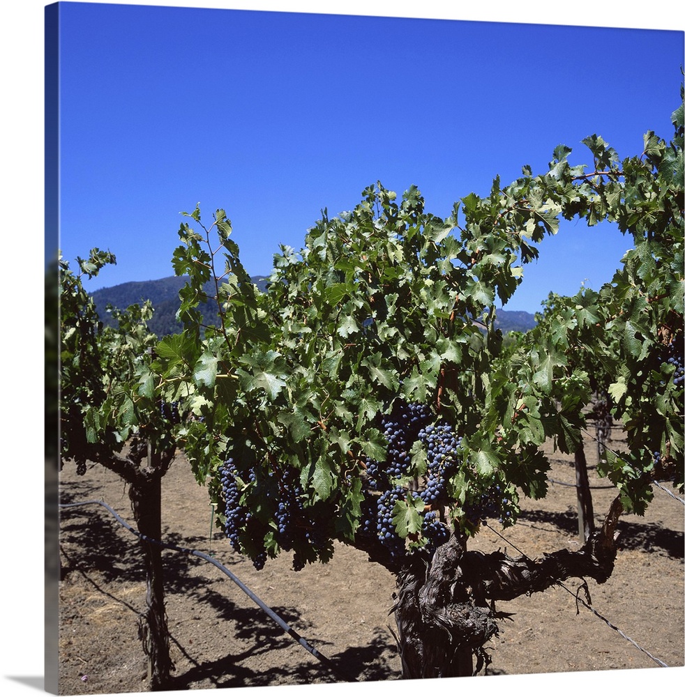 Napa Valley wine producer, Oakville, California
