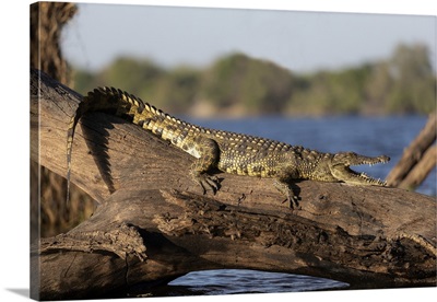 Nile Crocodile, Chobe River, Botswana, Africa