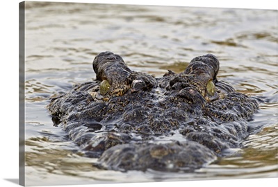Nile crocodile swimming, Serengeti National Park, Tanzania, East Africa