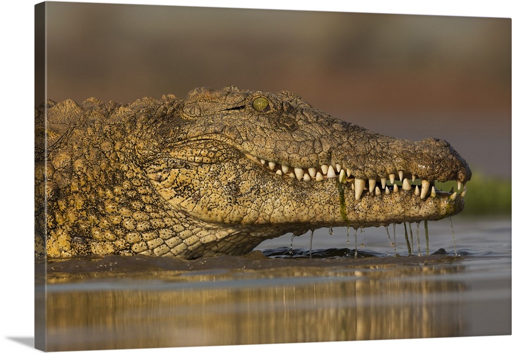 Nile crocodile (Crocodylus niloticus), Zimanga private game reserve, KwaZulu-Natal, South Africa, Africa