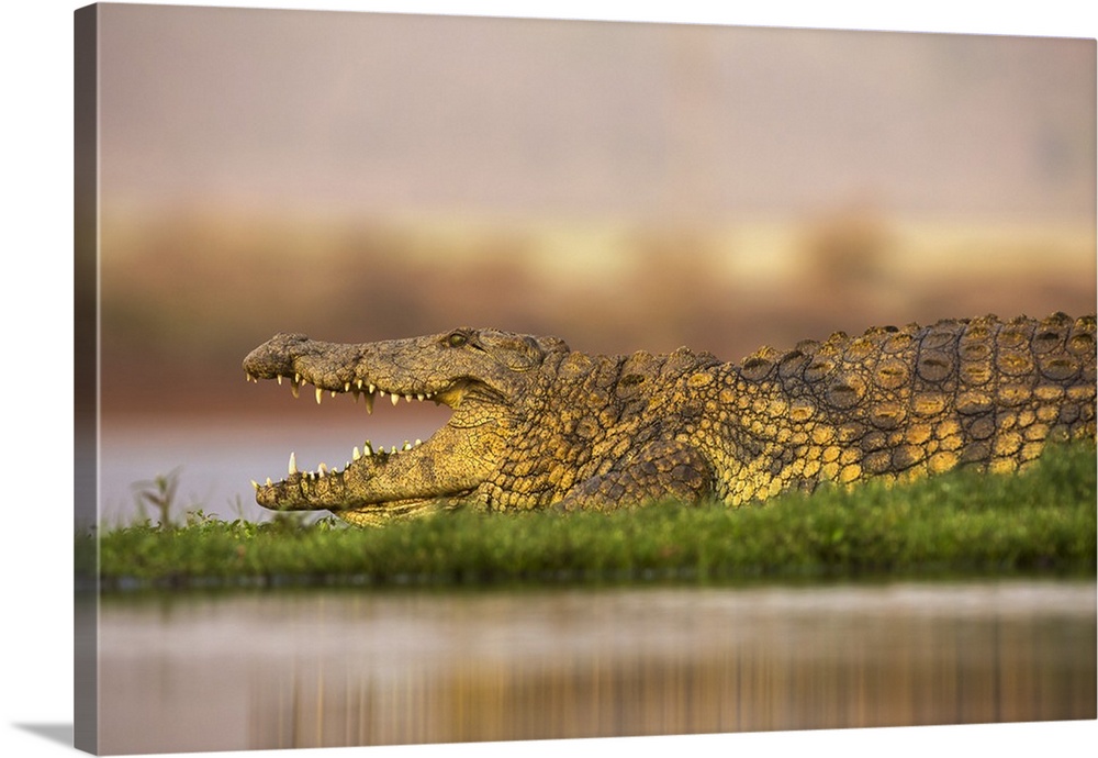 Nile crocodile (Crocodylus niloticus), Zimanga private game reserve, KwaZulu-Natal, South Africa, Africa