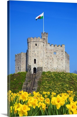 Norman Keep and daffodils, Cardiff Castle, Cardiff, Wales