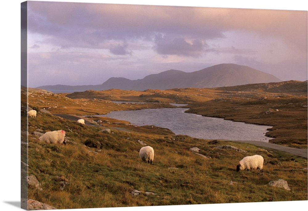 North Harris Hills sheep and lochan, Outer Hebrides, Scotland, UK