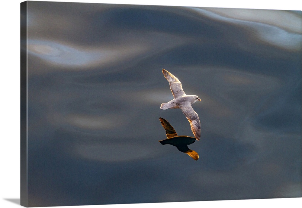 Northern fulmar (Fulmarus glacialis glacialis) on the wing over calm seas in the Svalbard Archipelago, Norway, Arctic, Europe