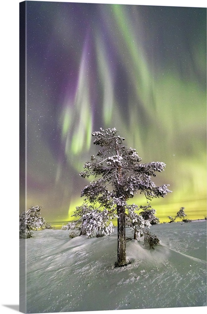 Northern Lights and starry sky on the frozen tree in the snowy woods, Levi, Sirkka, Kittila, Lapland region, Finland