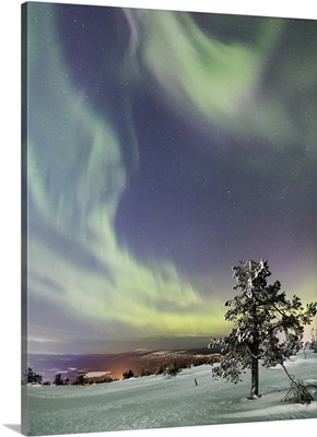 Northern Lights and starry sky on the frozen tree, Levi, Sirkka, Kittila, Finland