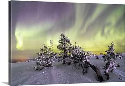 Northern Lights and starry sky on the snowy landscape and the frozen trees, Finland