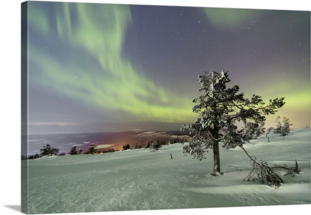 Northern Lights and starry sky on the snowy landscape and the frozen trees, Levi, Sirkka, Kittila, Lapland region, Finland