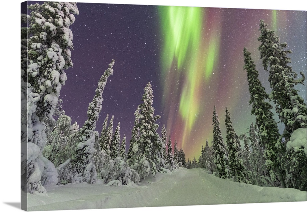 Northern Lights (Aurora Borealis) dancing in the starry night sky above the frozen forest, Tjautjas, Gallivare municipalit...