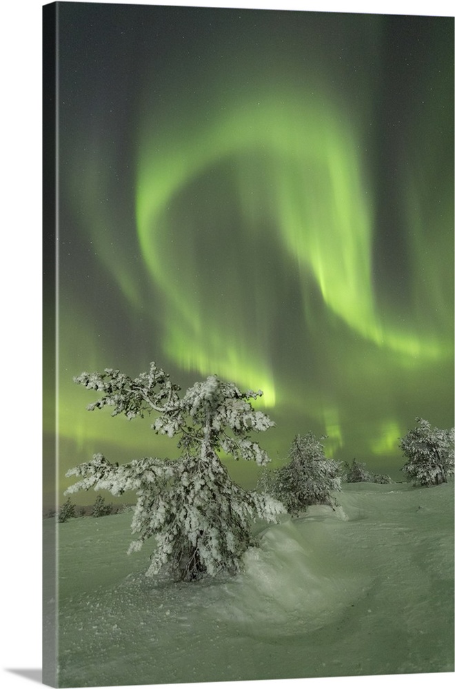 Northern Lights on the frozen tree in the snowy woods, Levi, Sirkka, Kittila, Lapland region, Finland