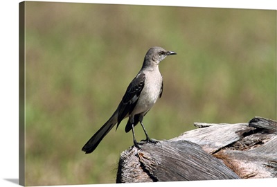 Northern mockingbird, South Florida, USA
