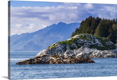 Northern Sea Lions Hauled Out On South Marble Island, Glacier Bay National Park, Alaska