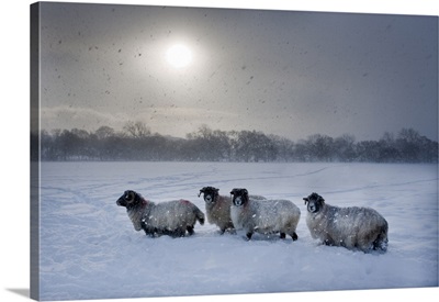 Northumberland Blackface Sheep In Snow, Tarset, Hexham, Northumberland, England