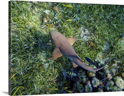 Nurse Shark, Cozumel Island, Quintana Roo, Mexico