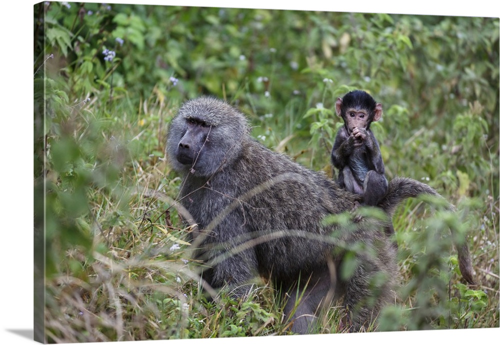 Olive baboon with baby on back, Arusha National Park, Tanzania