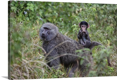 Olive baboon with baby on back, Arusha National Park, Tanzania