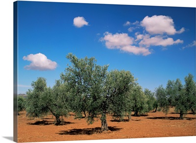 Olive grove near Ronda, Andalucia, Spain