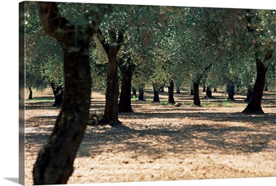 Olive grove, Puglia, Italy
