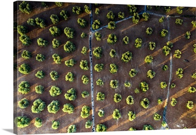 Olive Groves From Above, Aerial View, Apulia, Italy