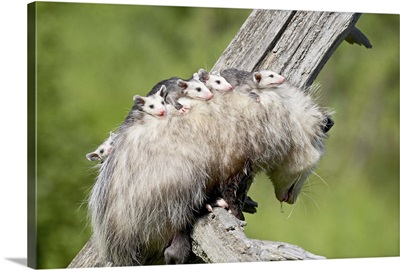Opossum mother and babies, in captivity, Sandstone, Minnesota