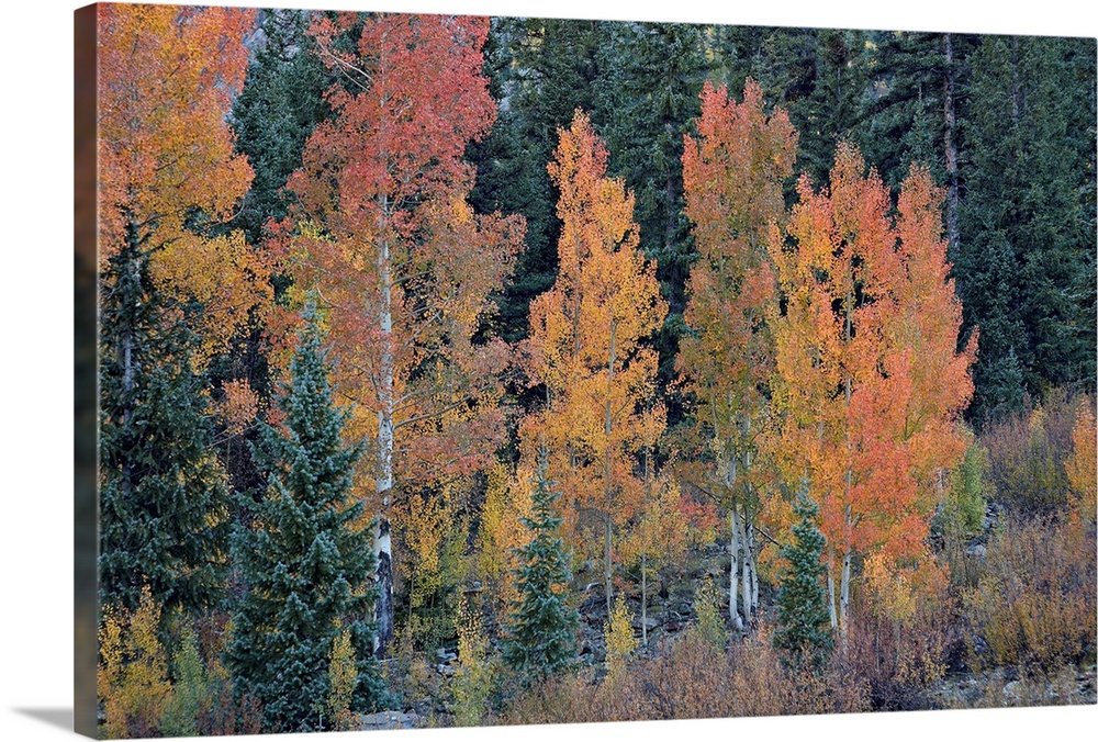 Orange aspens in the fall, San Juan National Forest, Colorado, USA
