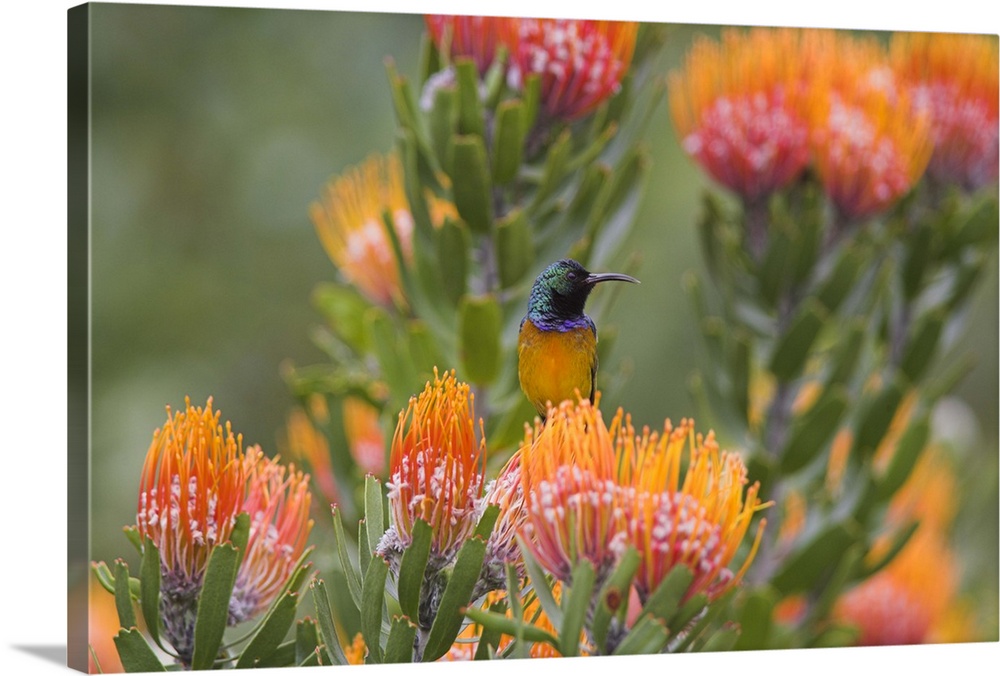 Orange-breasted sunbird, Cape Town, South Africa