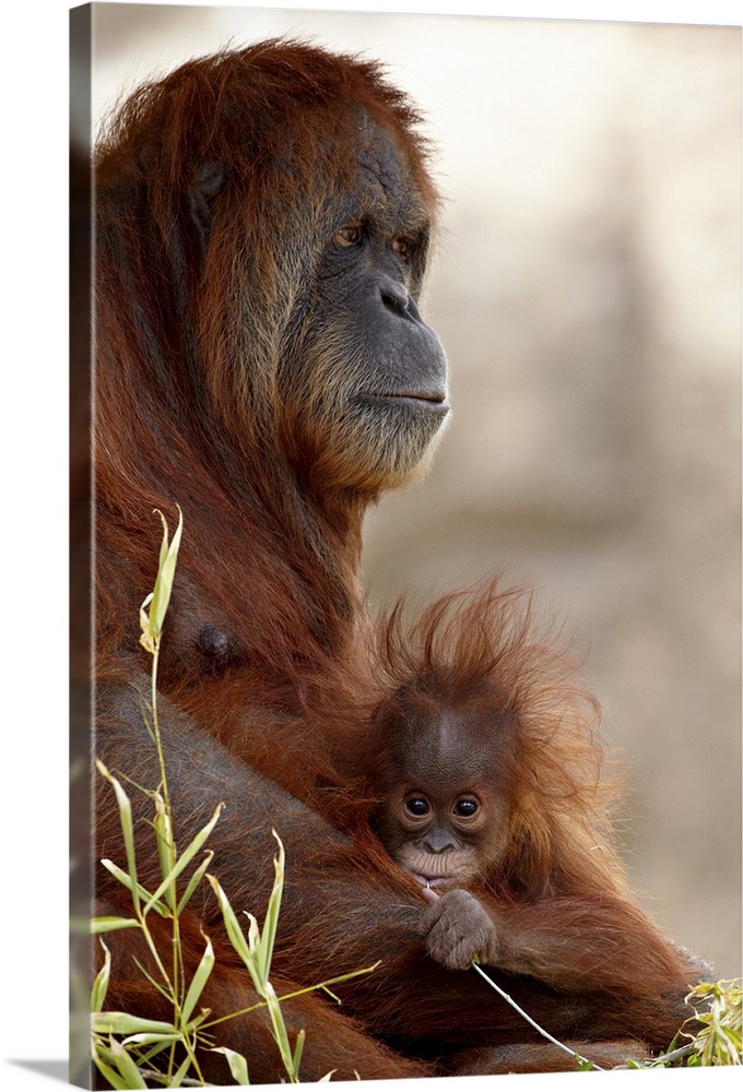 Orangutan mother and baby, Rio Grande Zoo, Albuquerque, New Mexico