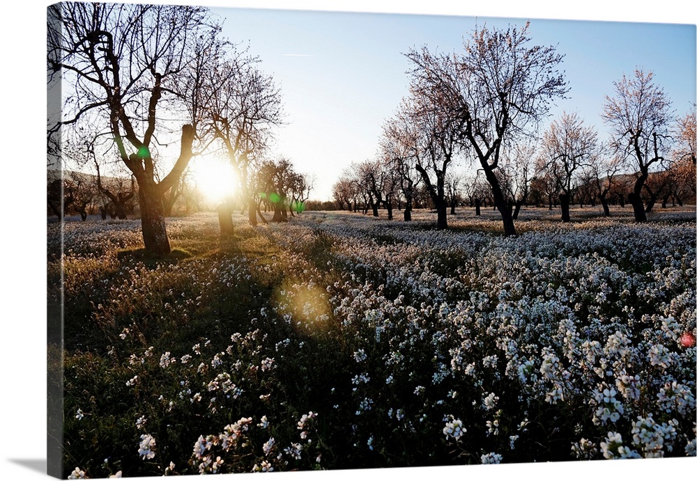 Orchard in early spring, Catalonia, Spain, Europe
