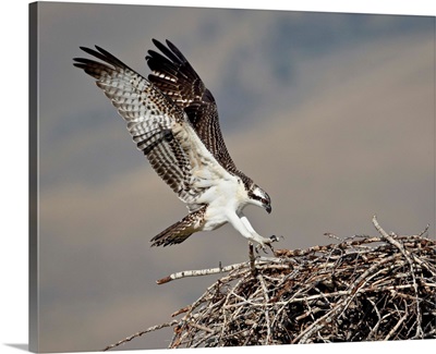Osprey landing on its nest, Lemhi County, Idaho