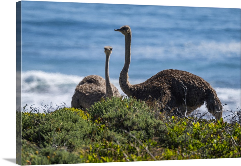 Ostrich in the Cape of Good Hope Nature Reserve, Cape Town, Cape Peninsula, South Africa, Africa