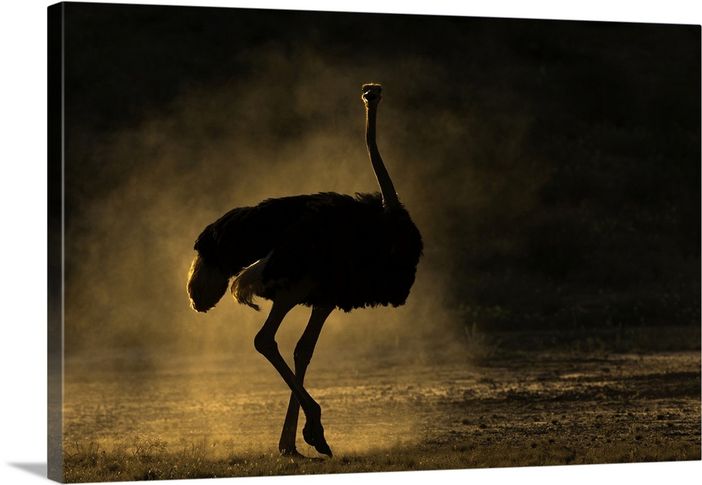 Ostrich (Struthio camelus), Kgalagadi Transfrontier Park, Northern Cape, South Africa