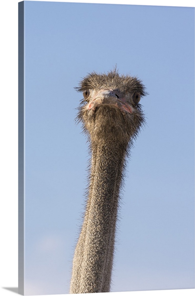 Ostrich (Struthio camelus), Kgalagadi Transfrontier Park, South Africa, Africa