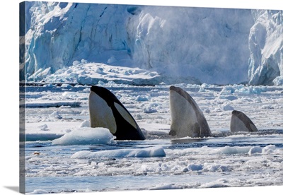 Pack Ice Type B Killer Whales, Finding A Leopard Seal, On An Ice Floe In Antarctica