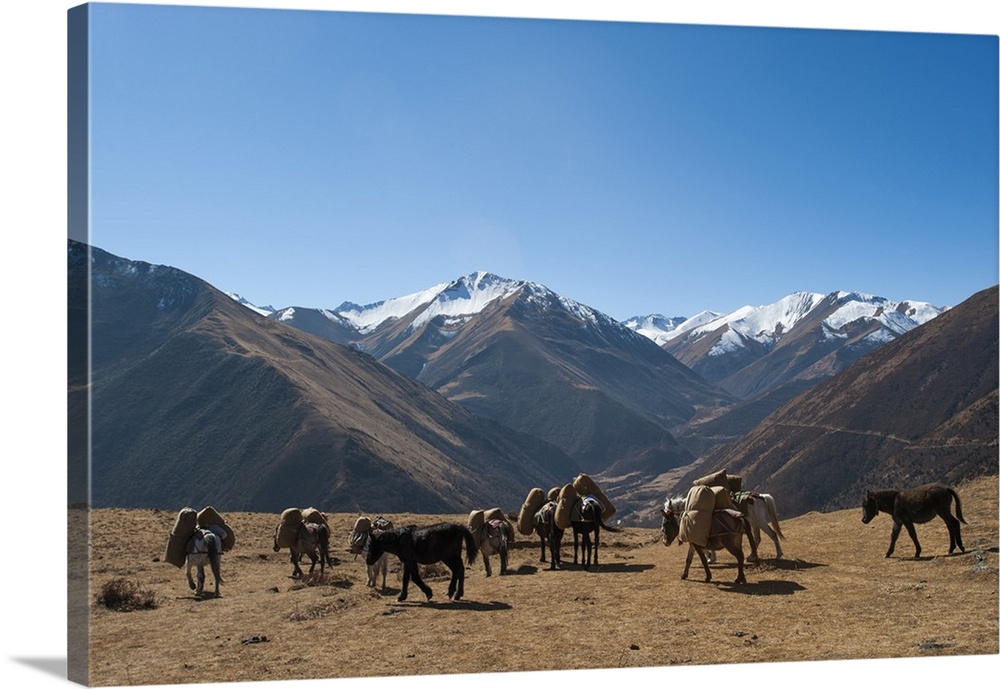Pack horses cross a small pass near Goyul along the Lasa to Gasa trekking route, Bhutan, Himalayas