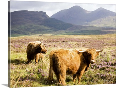 Pair of Highland cows grazing among heather, Isle of Skye, Highlands, Scotland
