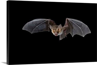 Pallid bat (Antrozous pallidus) in flight, near Portal, Arizona